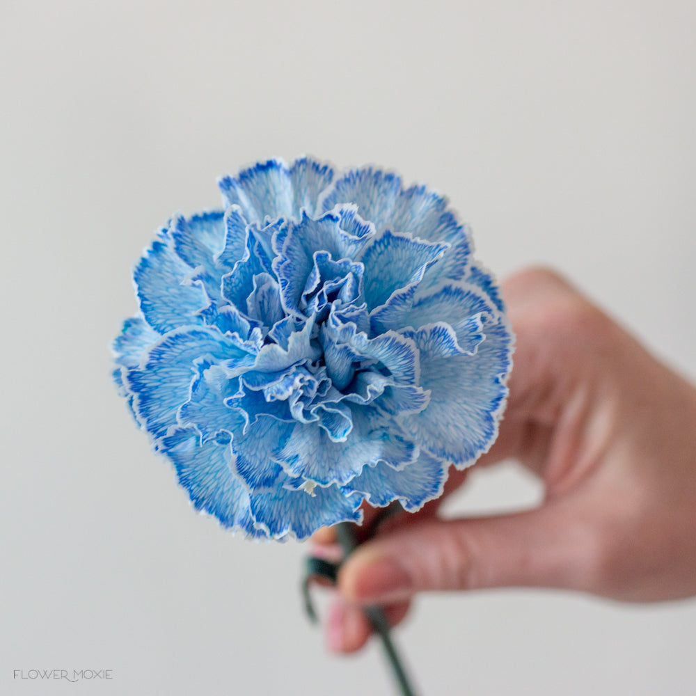 tinted blue carnation flowers