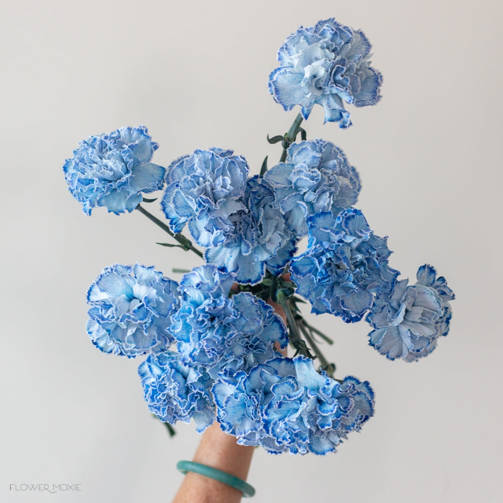 dyed blue carnation flower