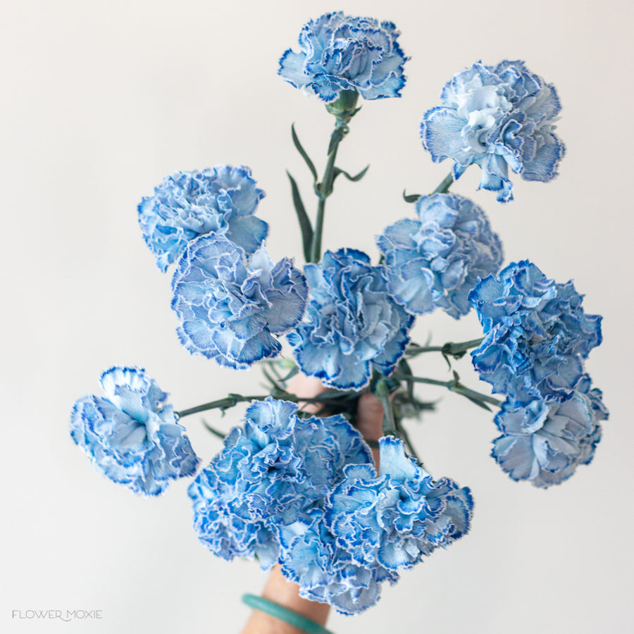 Carntation Blue Color Code Blue Tinted Blue Fancy Carnations | Bulk Fresh DIY Wedding Flowers ...