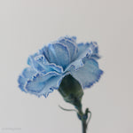 tinted blue carnation flower