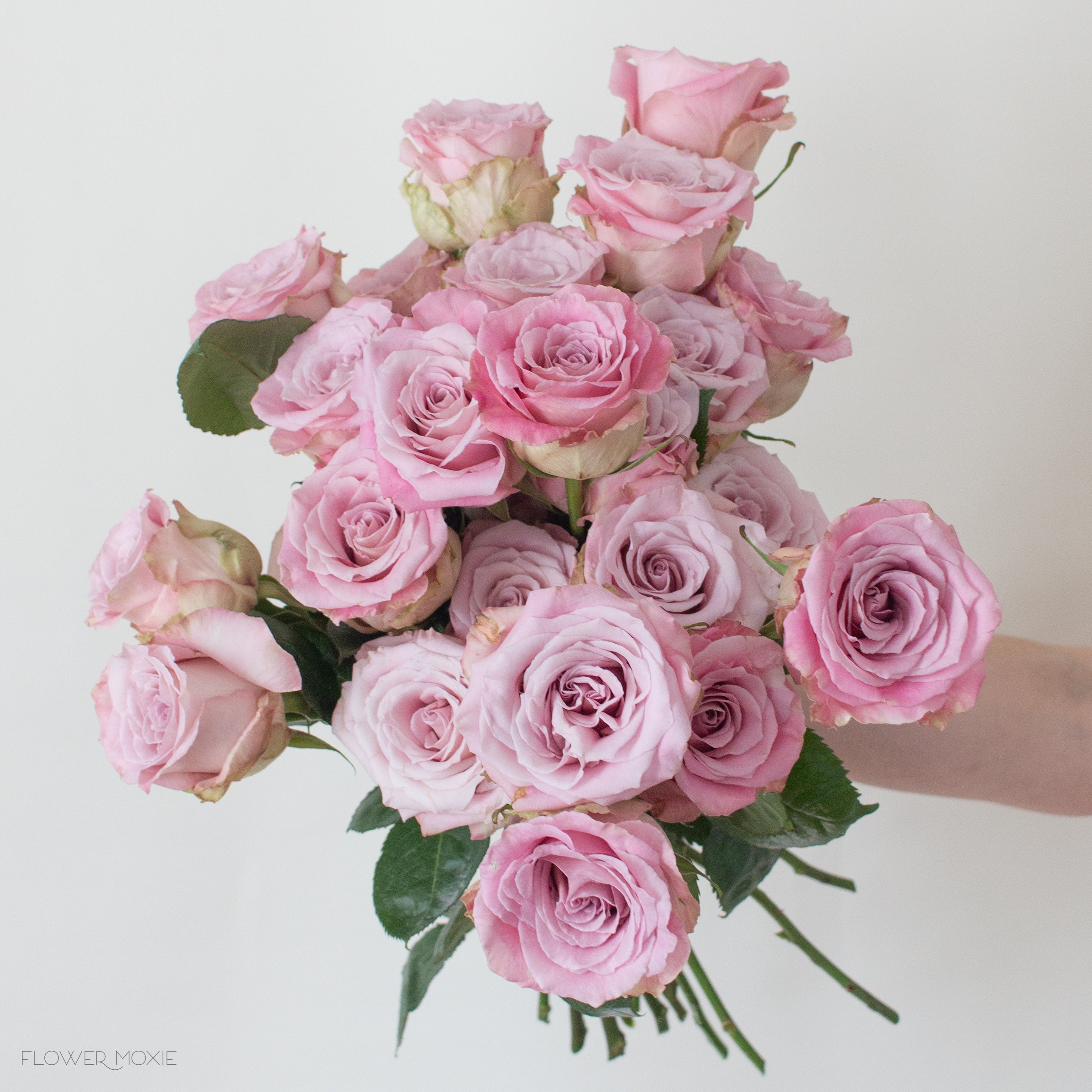 Faith Mauve Roses | Bulk Fresh DIY Wedding Flowers | Flower Moxie