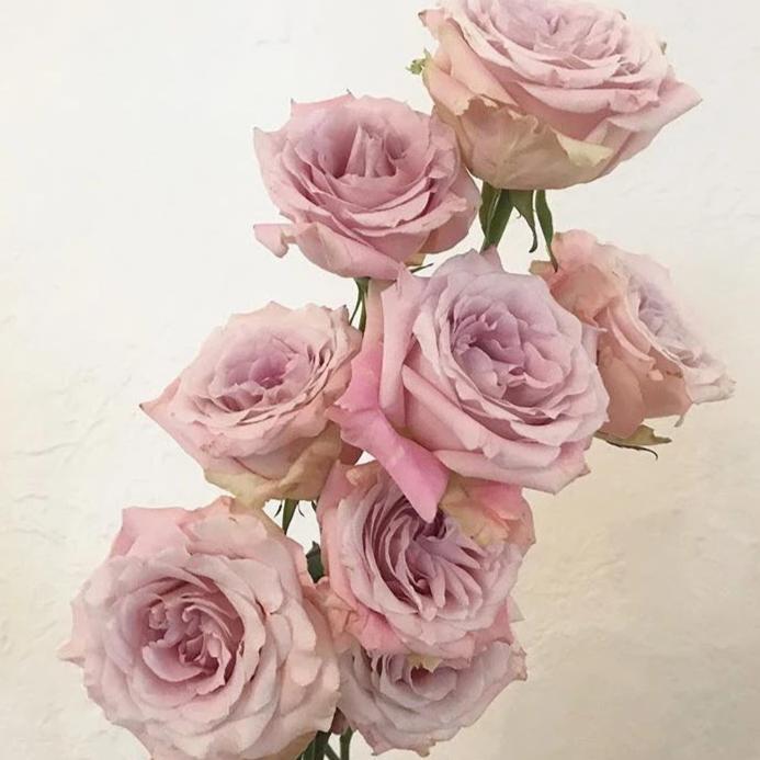 Faith Mauve Roses | Bulk Fresh DIY Wedding Flowers | Flower Moxie