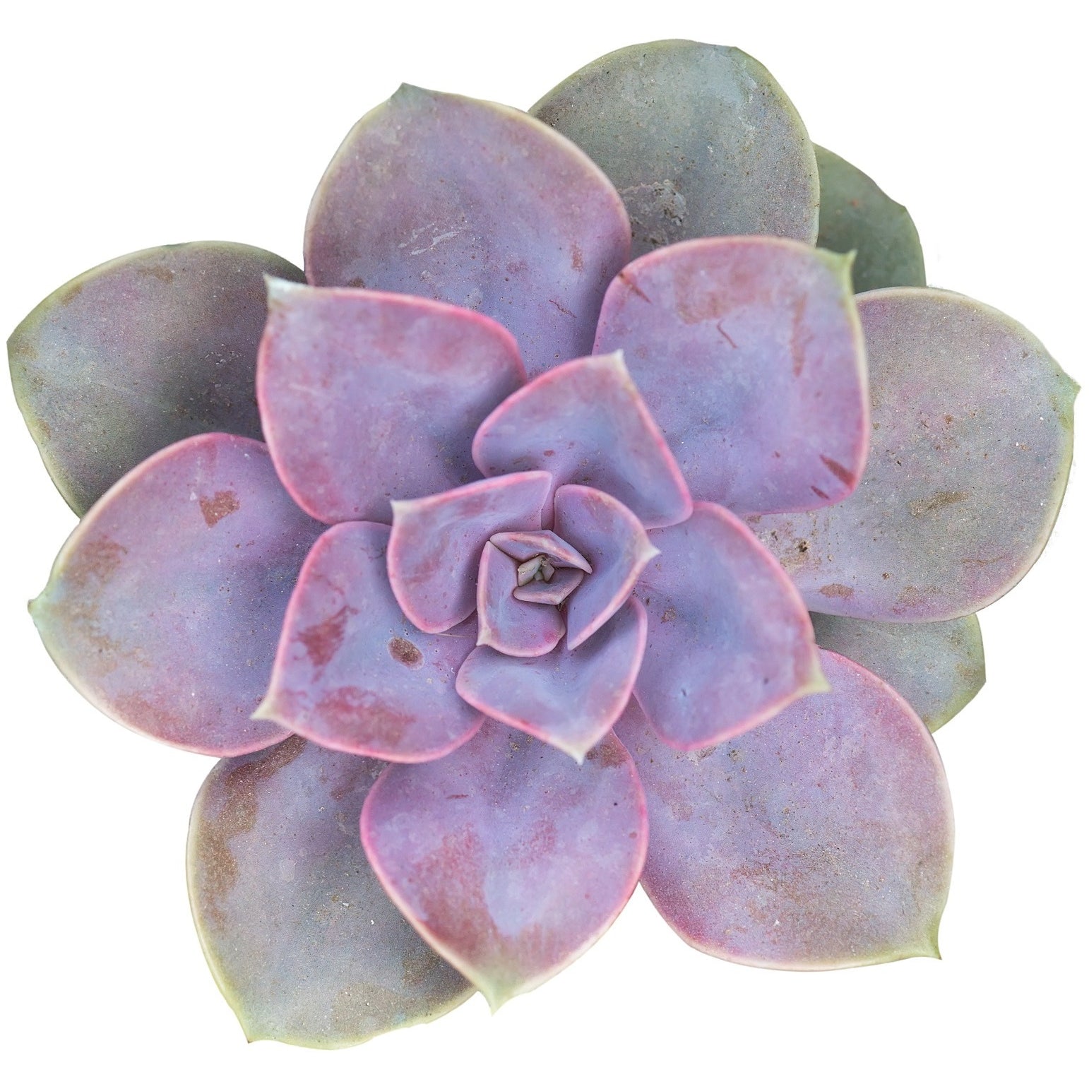 Succulents | DIY Wedding Flowers | Flower Moxie 20 Stems