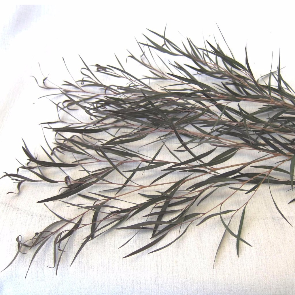 FALL/WINTER ONLY - Agonis Greenery