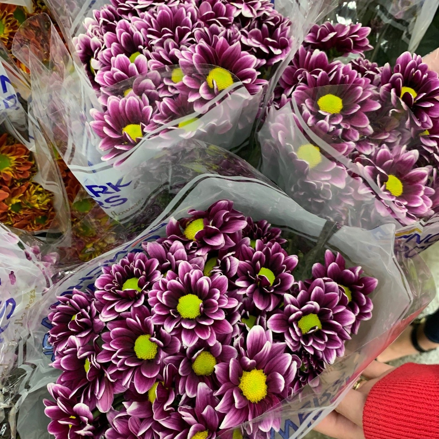 purple margarita flower