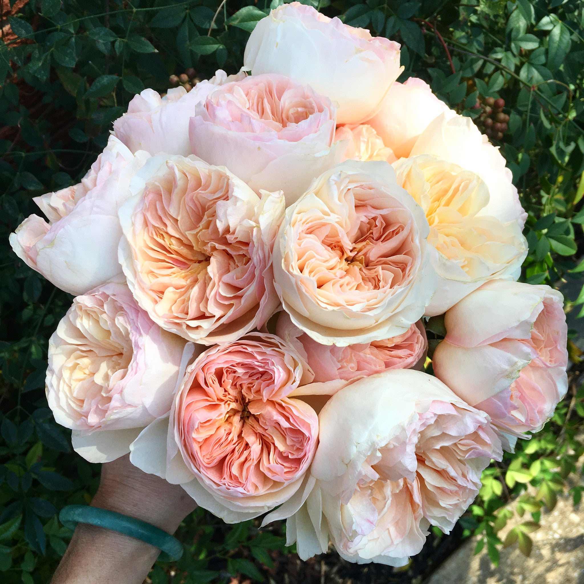 Juliet Peach Garden Roses