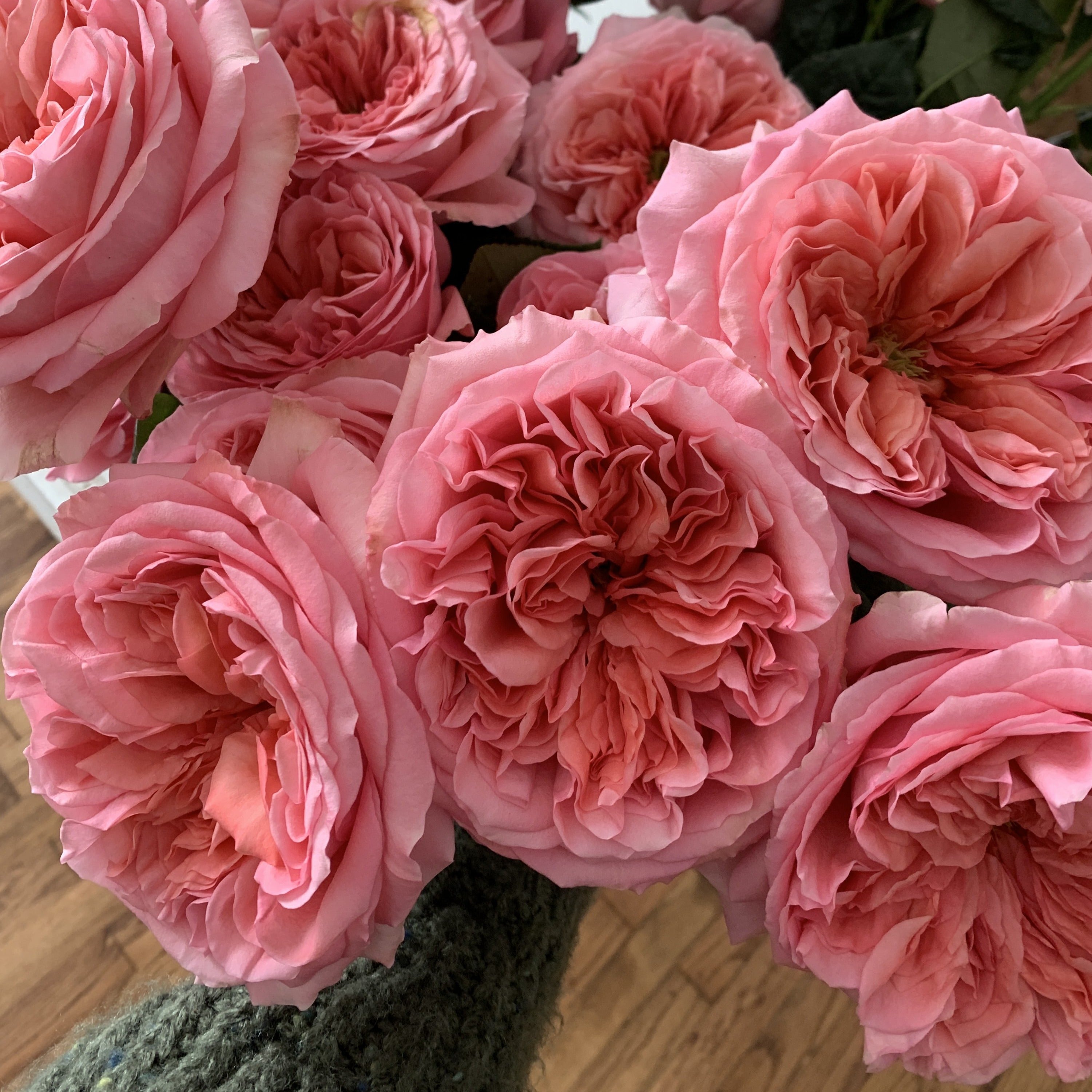 Pink xpression standard rose
