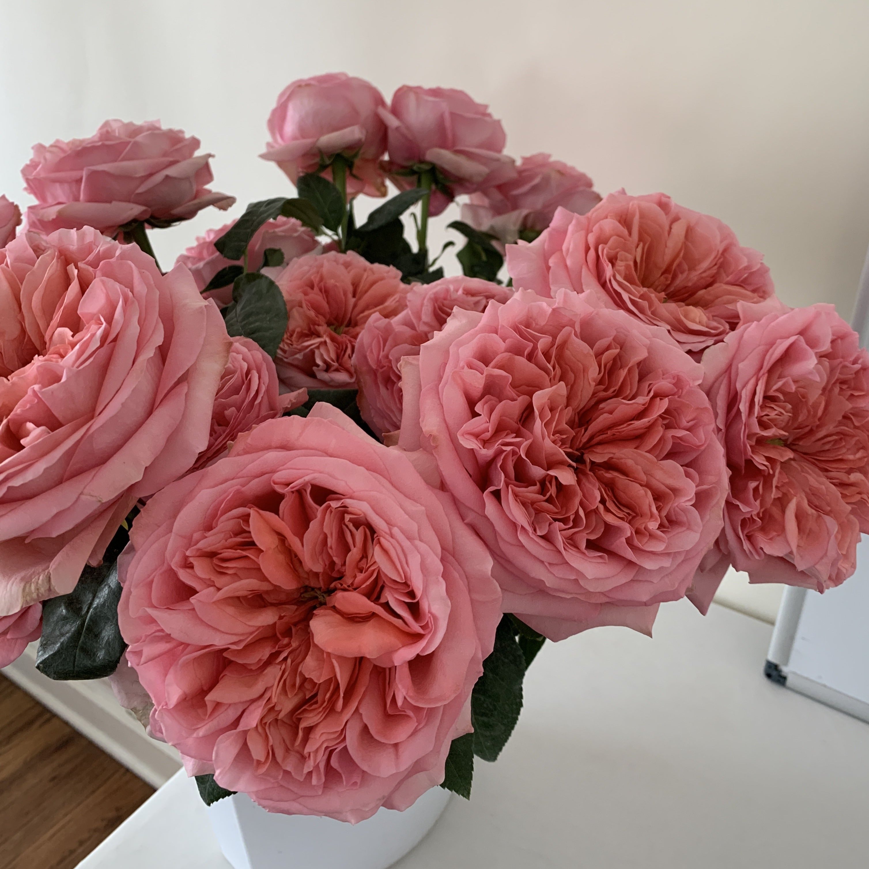 Pink xpression standard rose