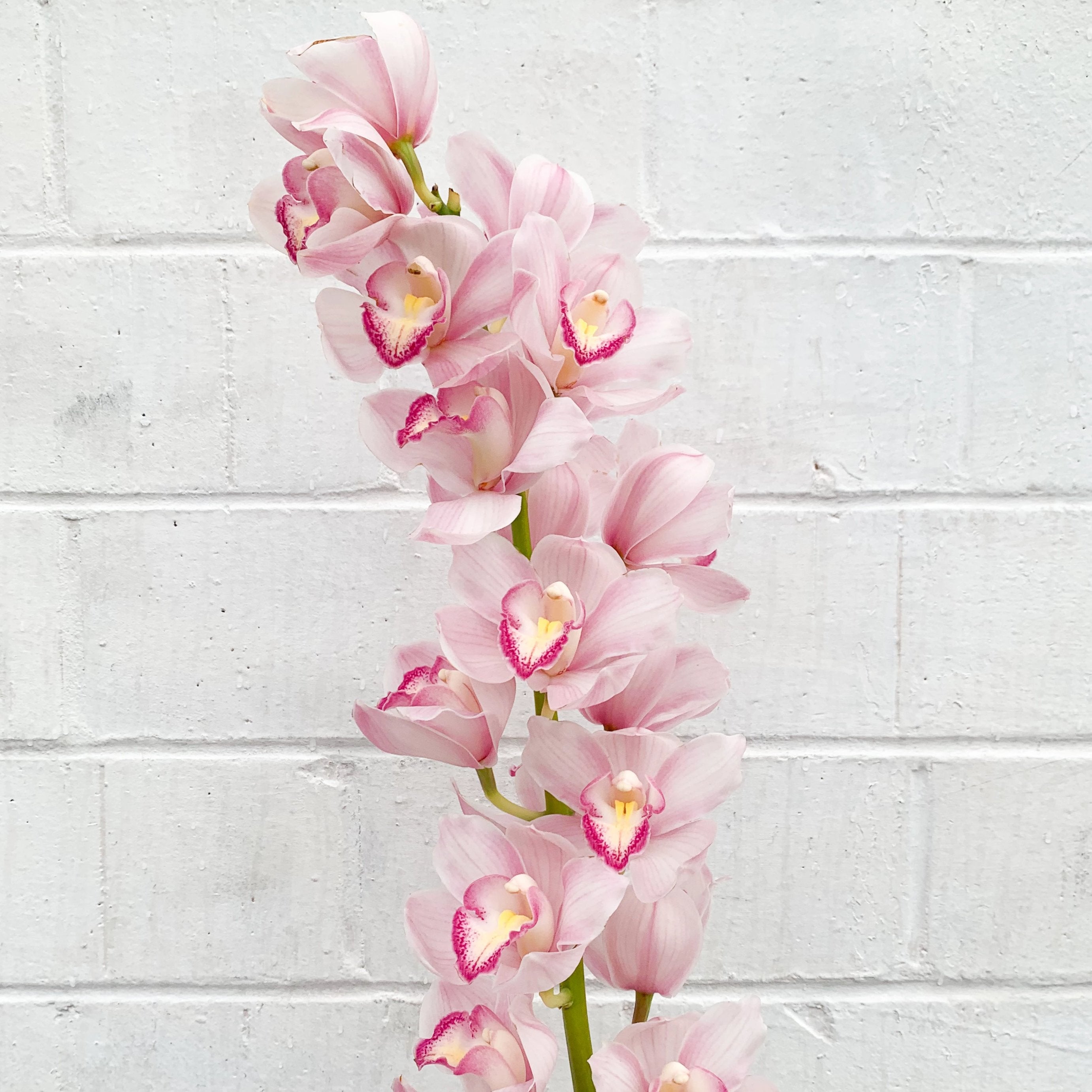 Pink Cymbidium Orchid Wedding Flower