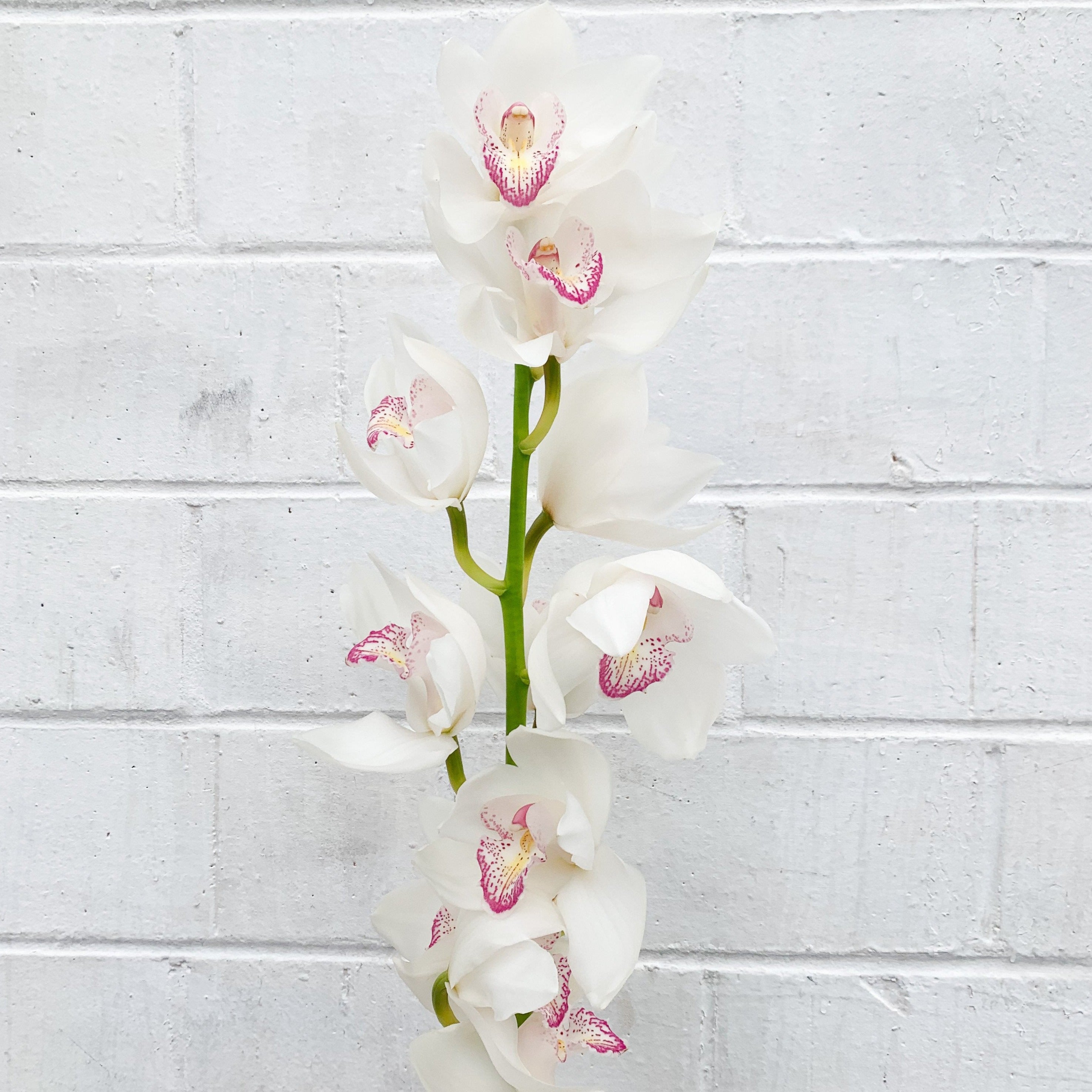 White Cymbidium Orchid Wedding Flower