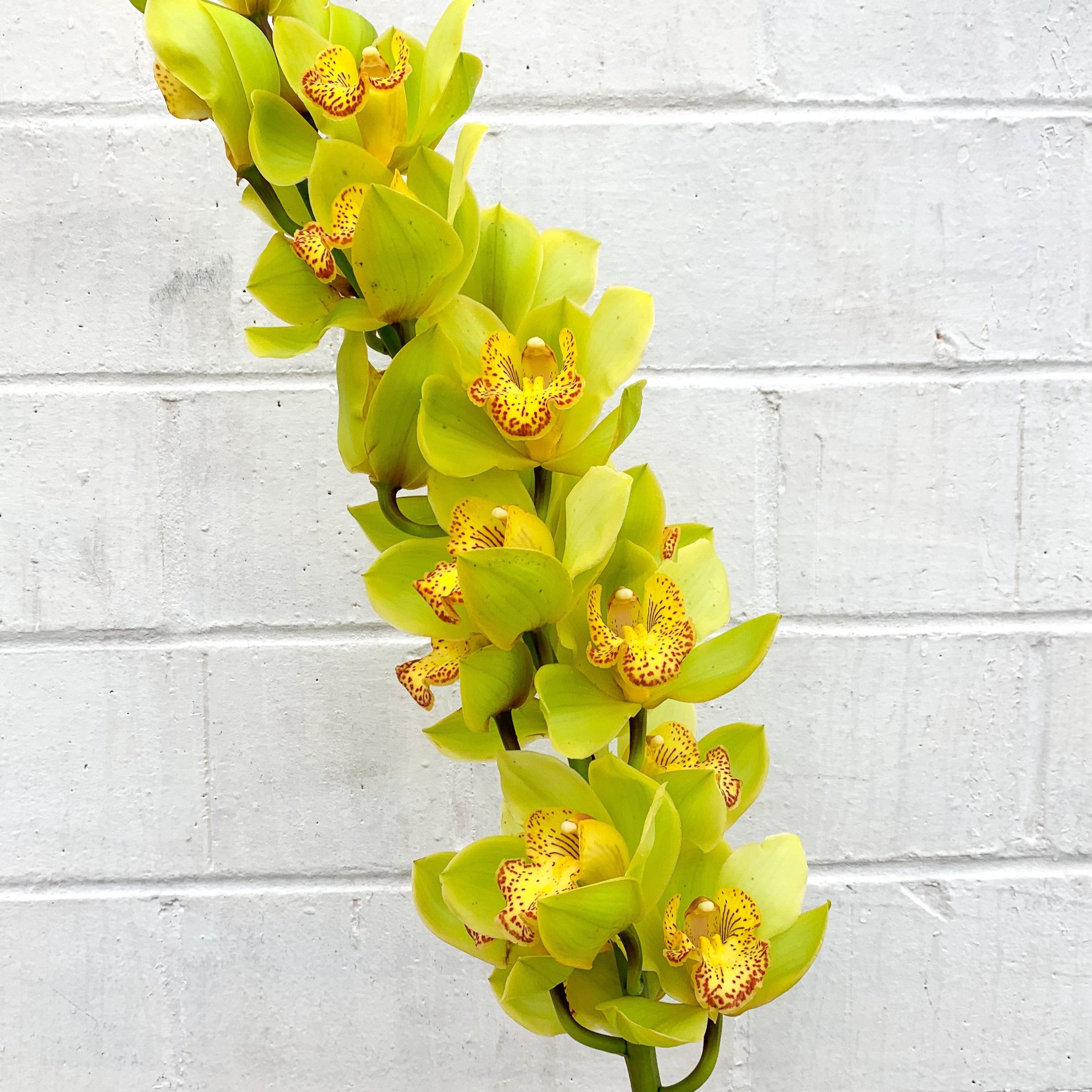 green cymbidium orchid flower