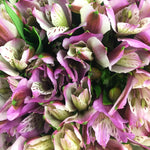 Purple Alstroemeria Flower