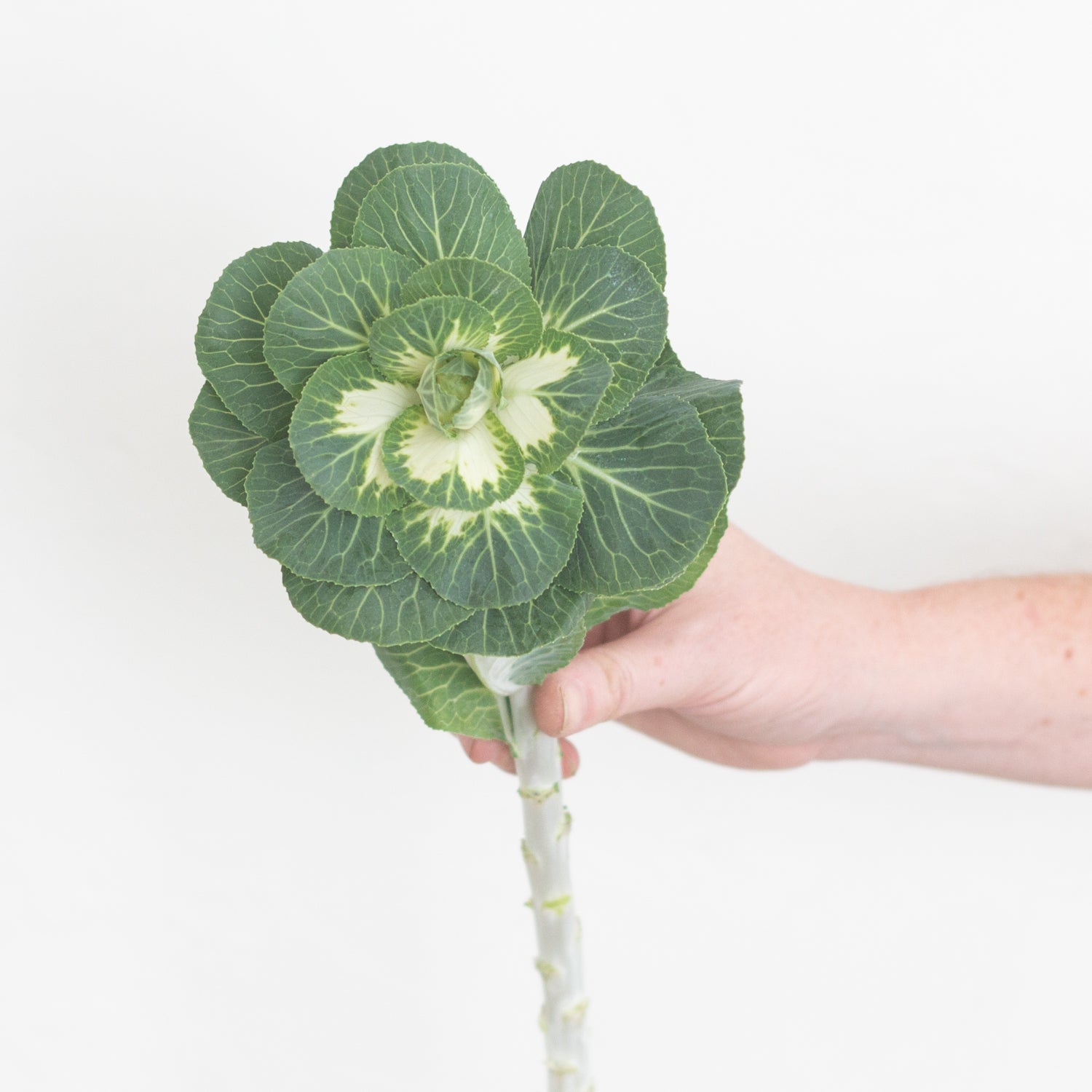 Green and White Kale Flower