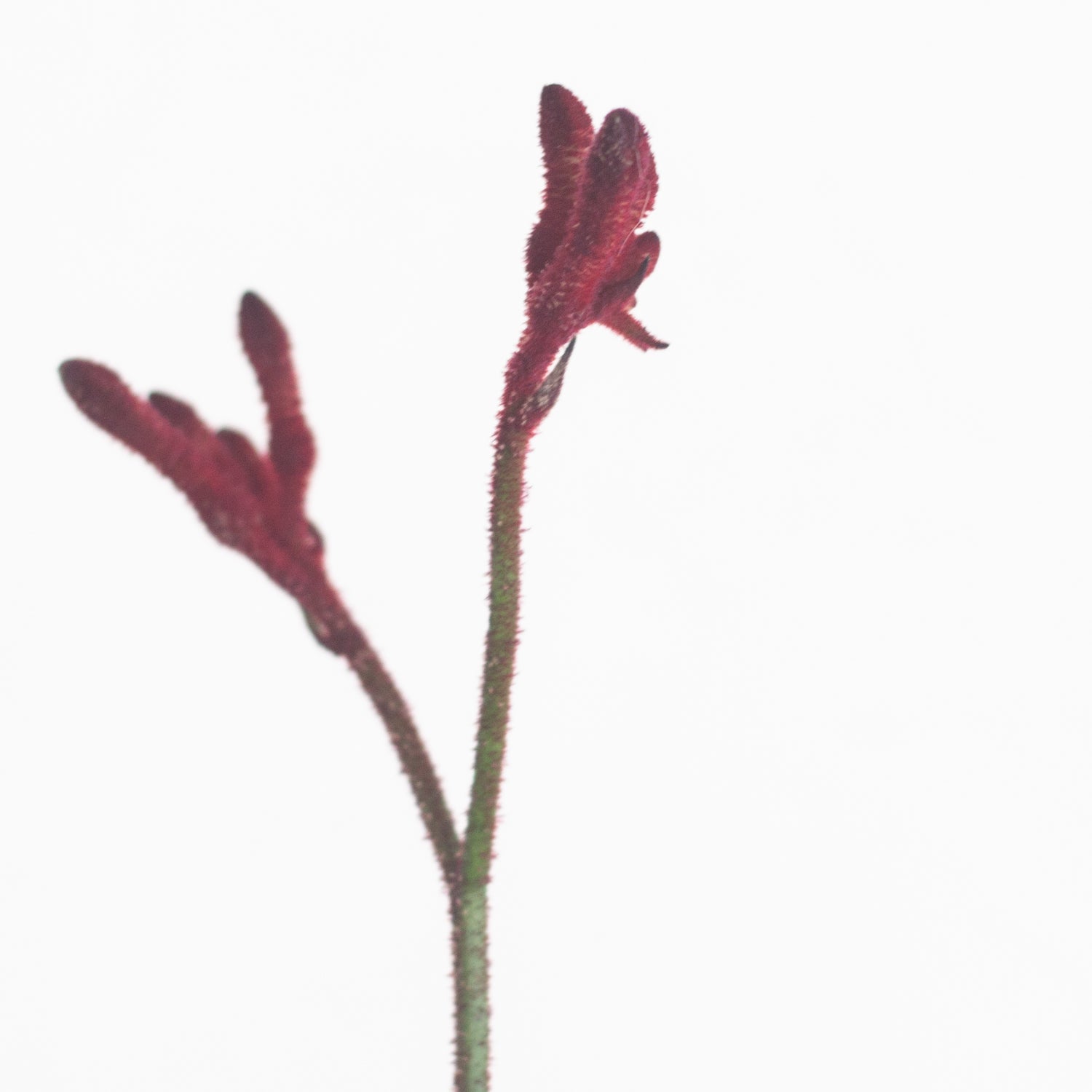burgundy kangaroo paw flower