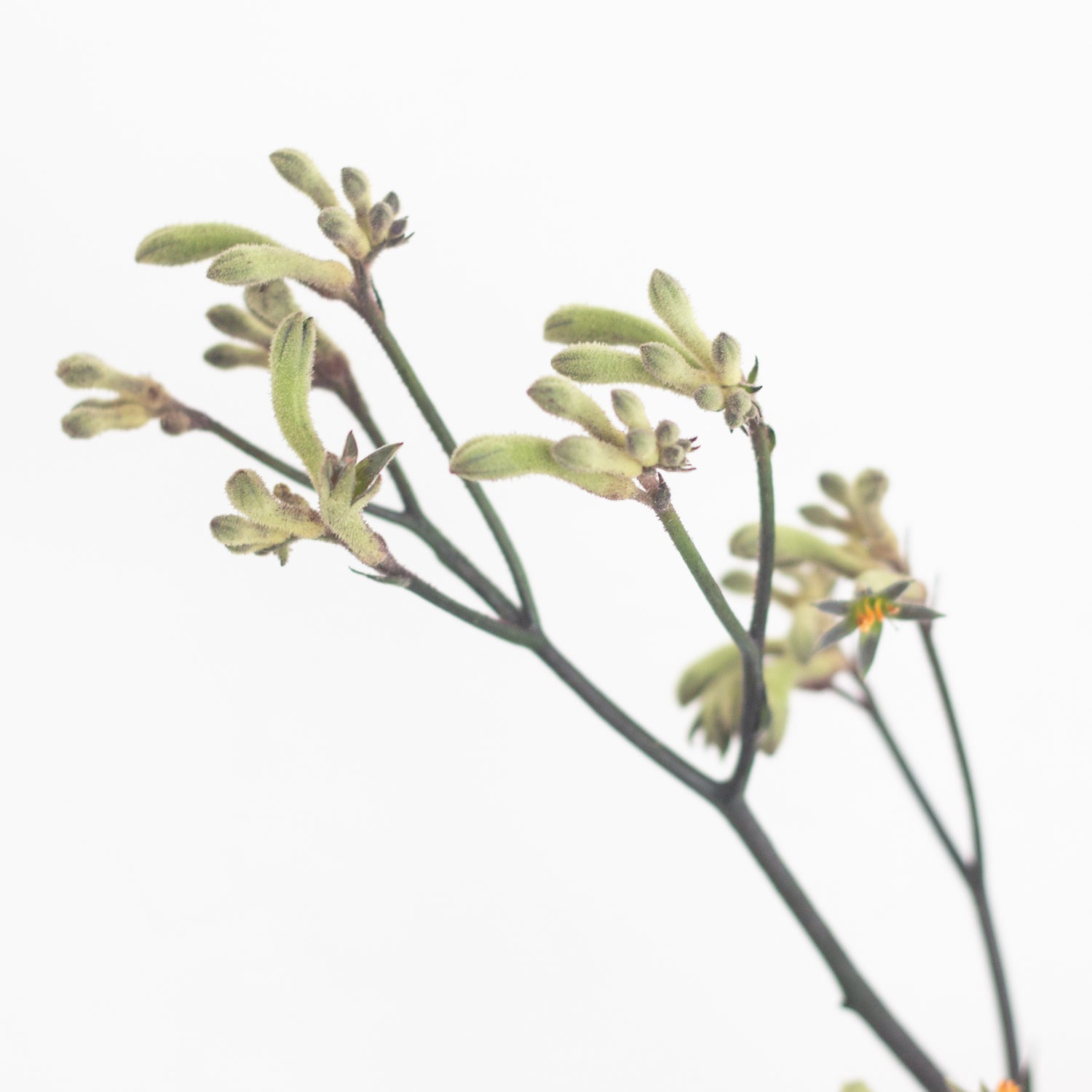 Kangaroo Paw Flower | DIY Wedding Flowers | Flower Moxie 10 Stems
