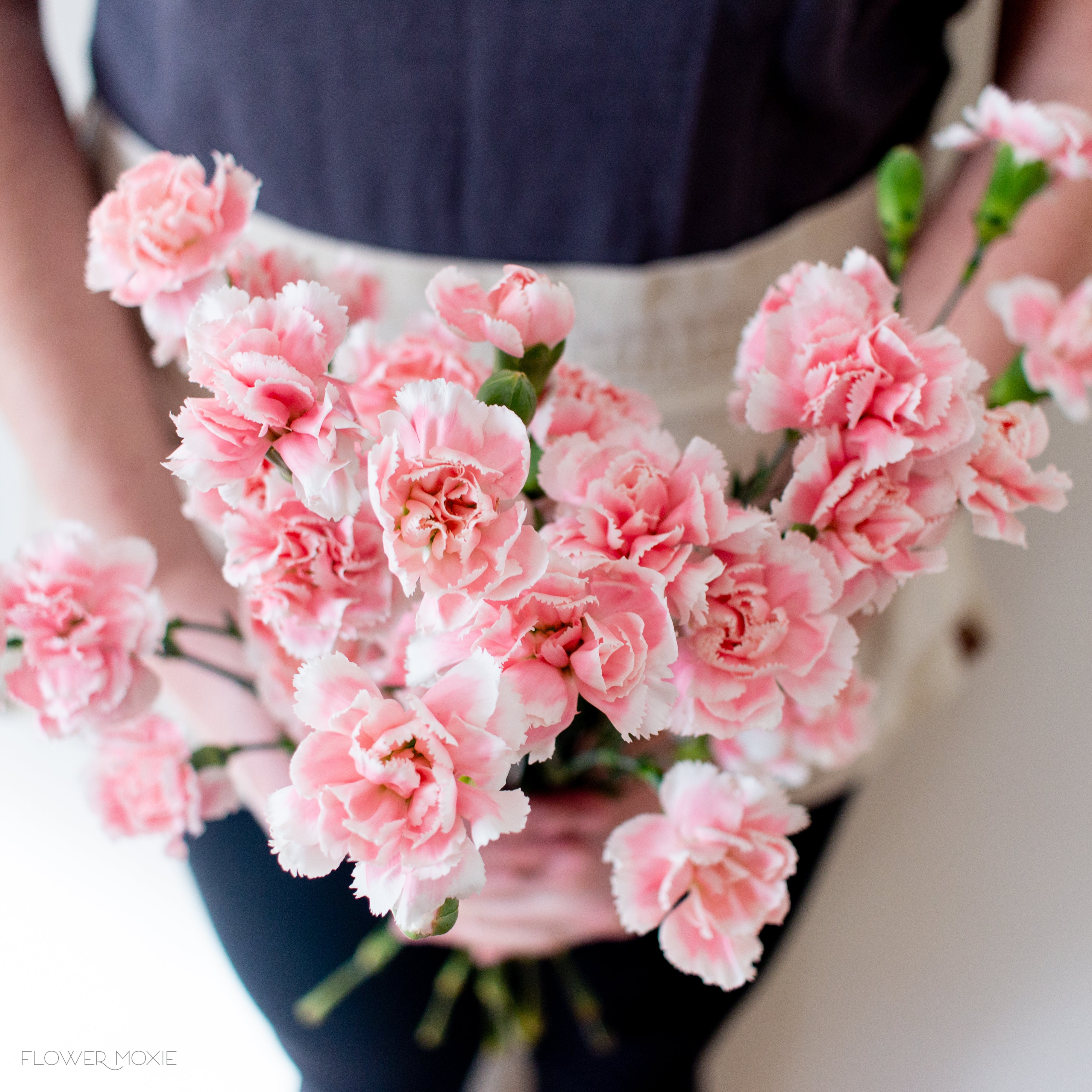 light pink mini carnation flower