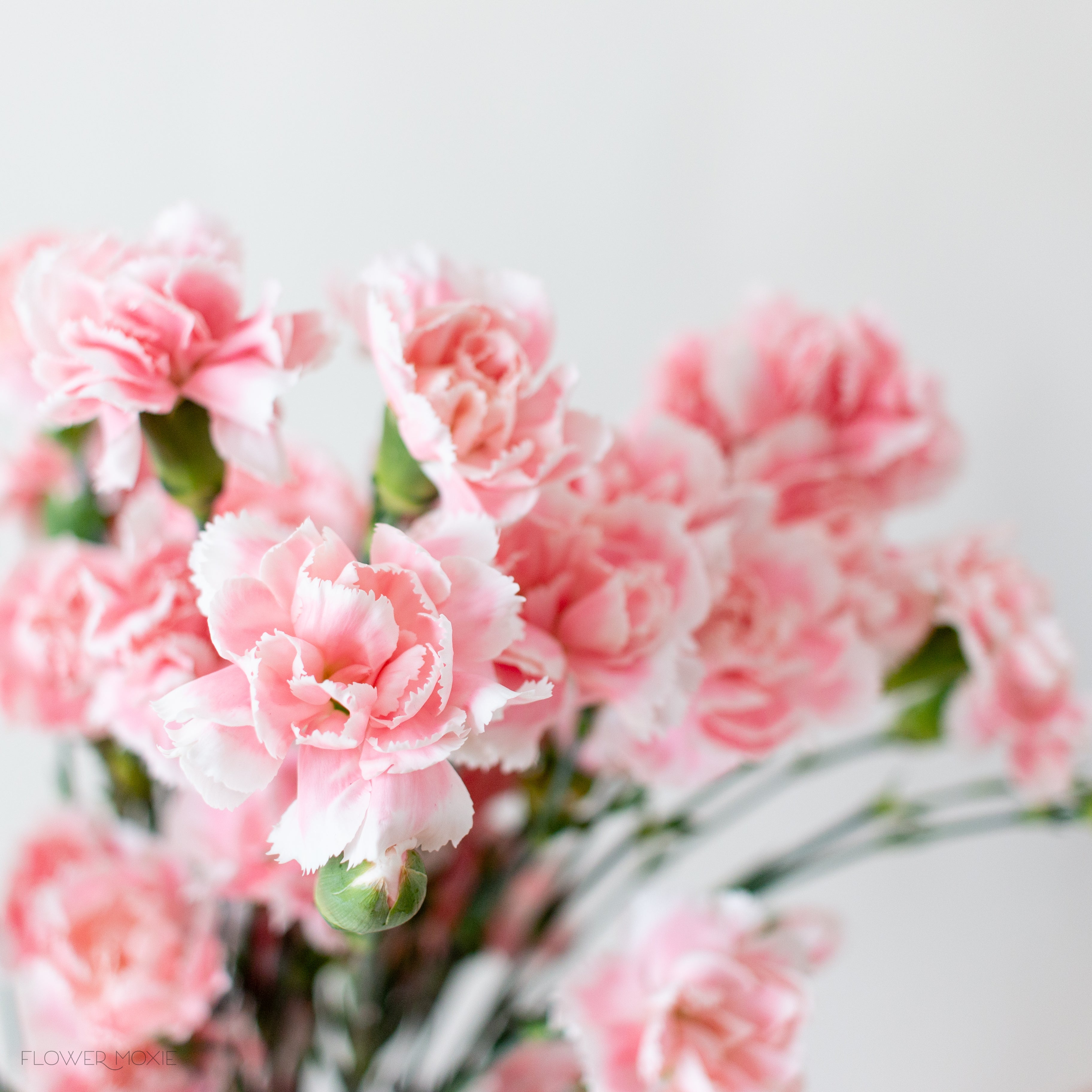Light Pink Mini Carnations | DIY Wedding Flowers | Flower Moxie