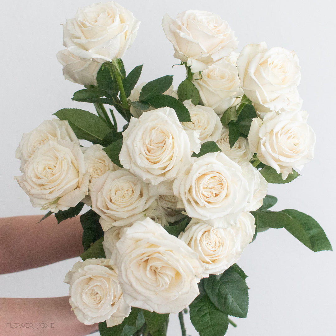 Whise Roses What White Roses Stand For at Alexander Tisdale blog