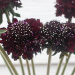 Dark Burgundy Scabiosa Flower