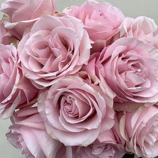 Pink Secret Garden Roses | DIY Wedding Flowers | Flower Moxie
