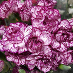 purple and white mini carnations