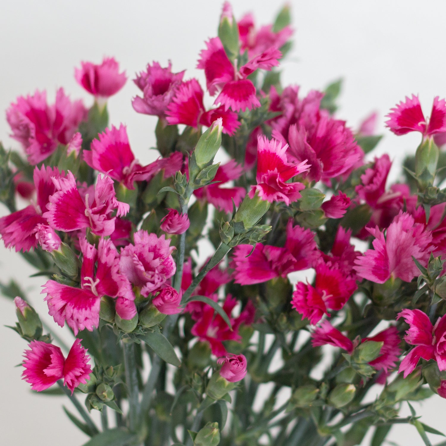 Variegated Fuchsia Pink Solomio Flowers