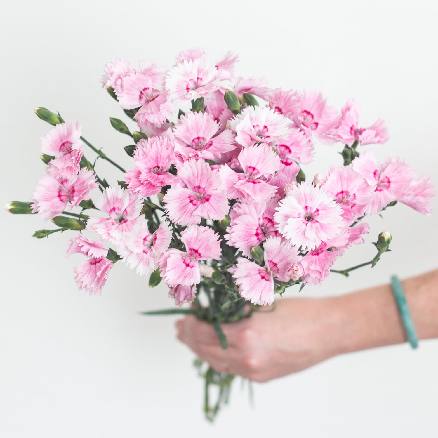 Variegated Blush Pink Solomio Flowers
