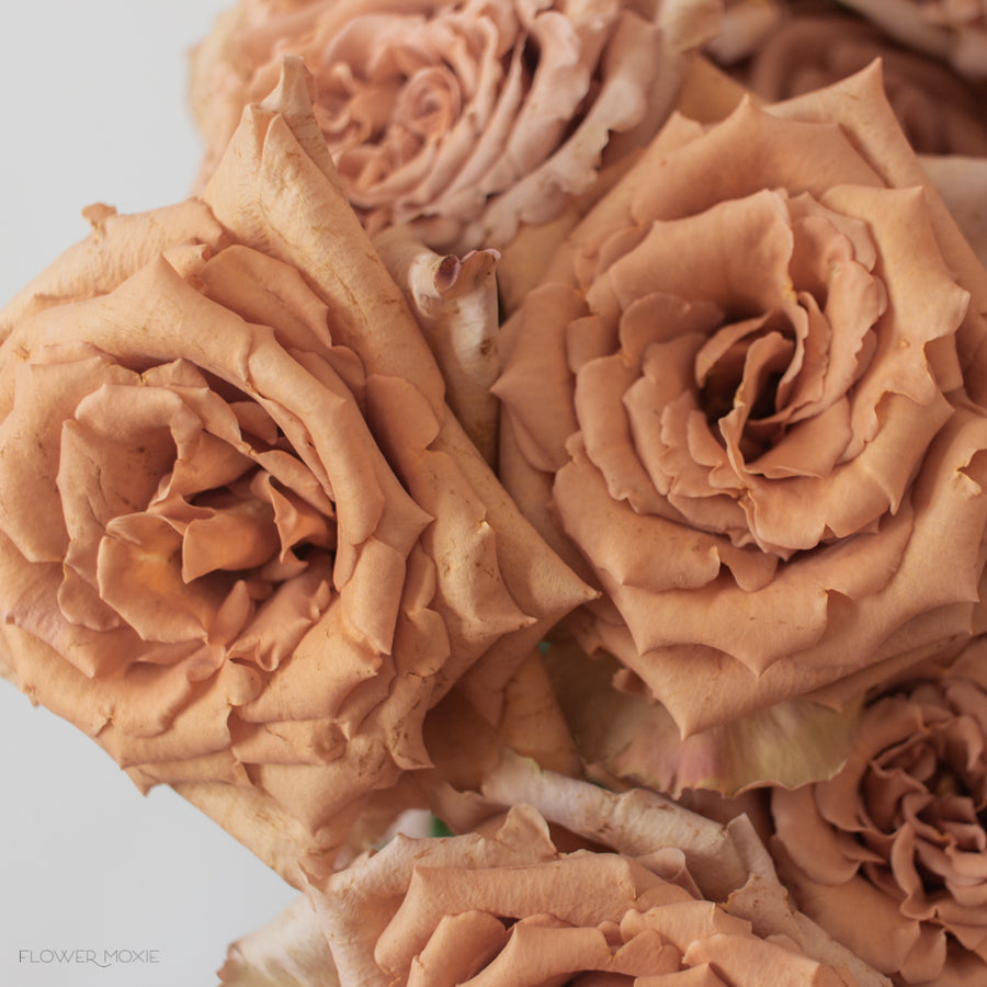 Toffee Roses Fresh Tan Toffee Roses | Bulk Fresh DIY Wedding Flowers | Flower Moxie