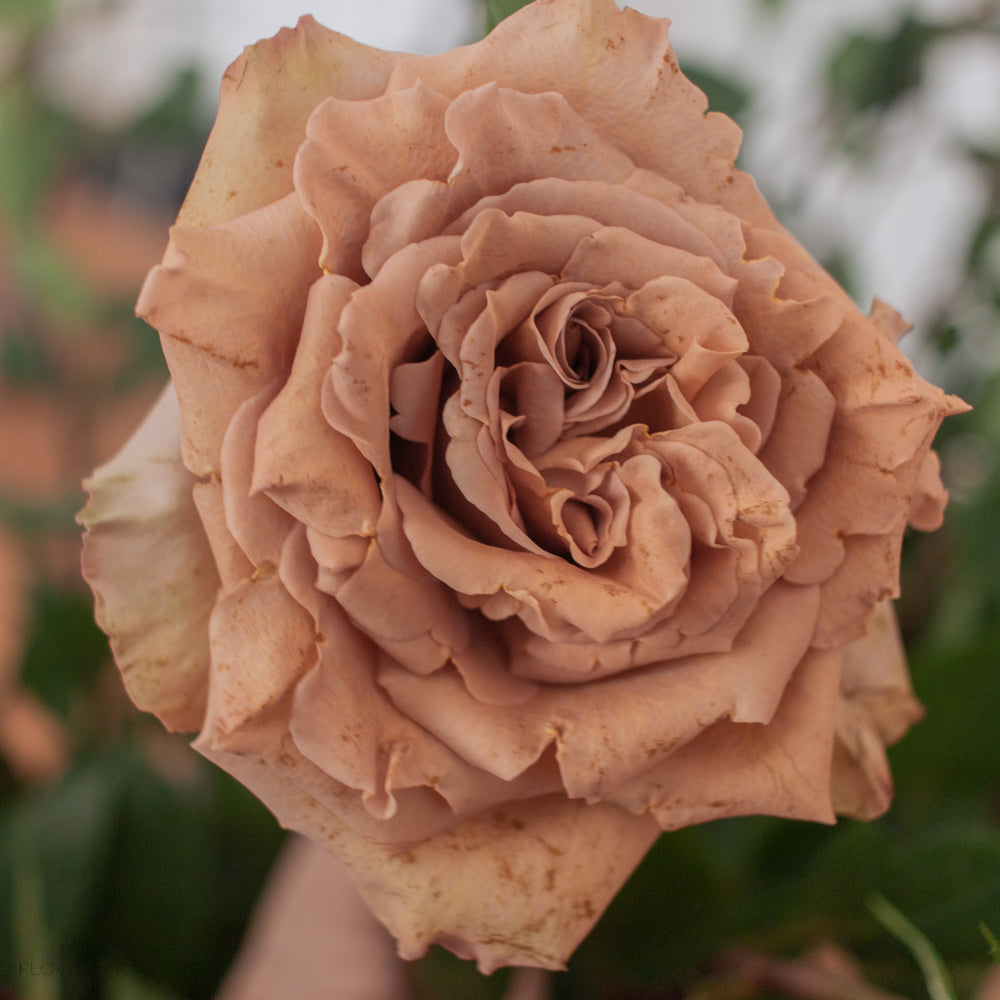 brown toffee rose