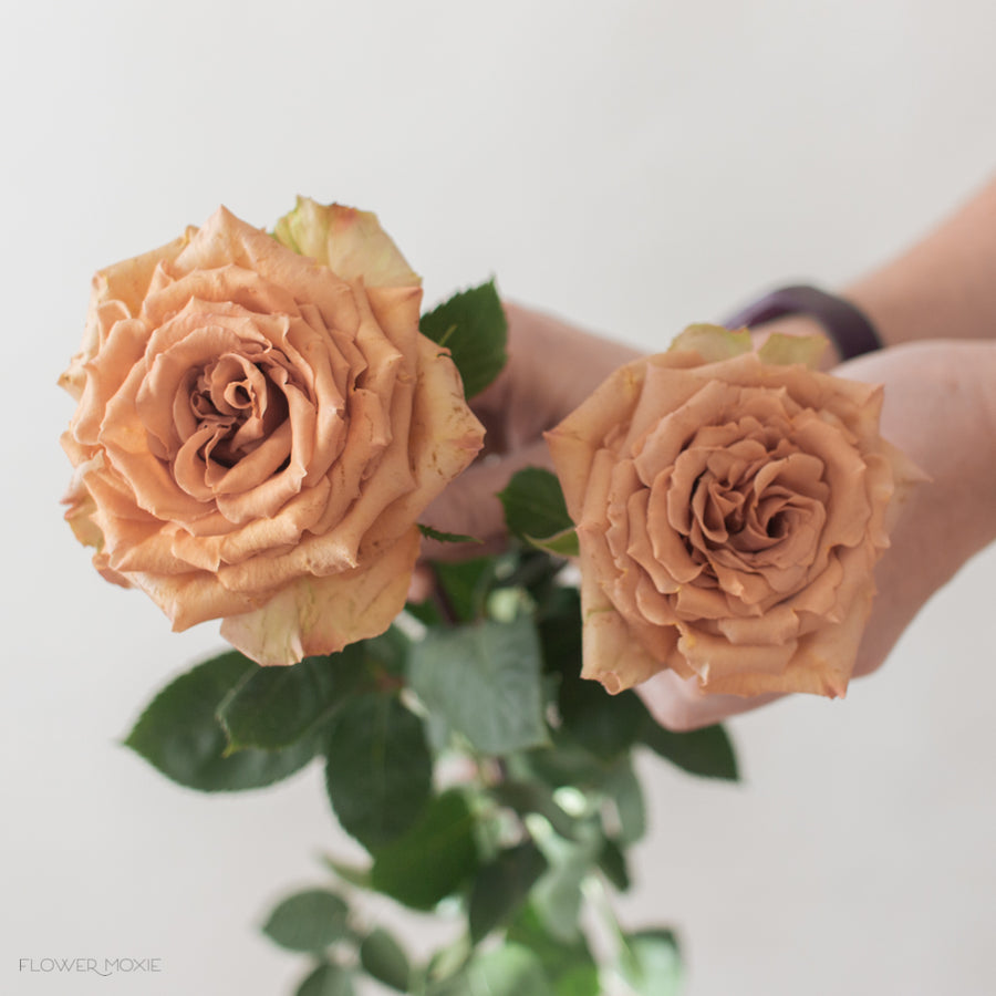 Tan Toffee Roses | Bulk Fresh DIY Wedding Flowers | Flower Moxie