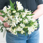 white alstroemeria flower