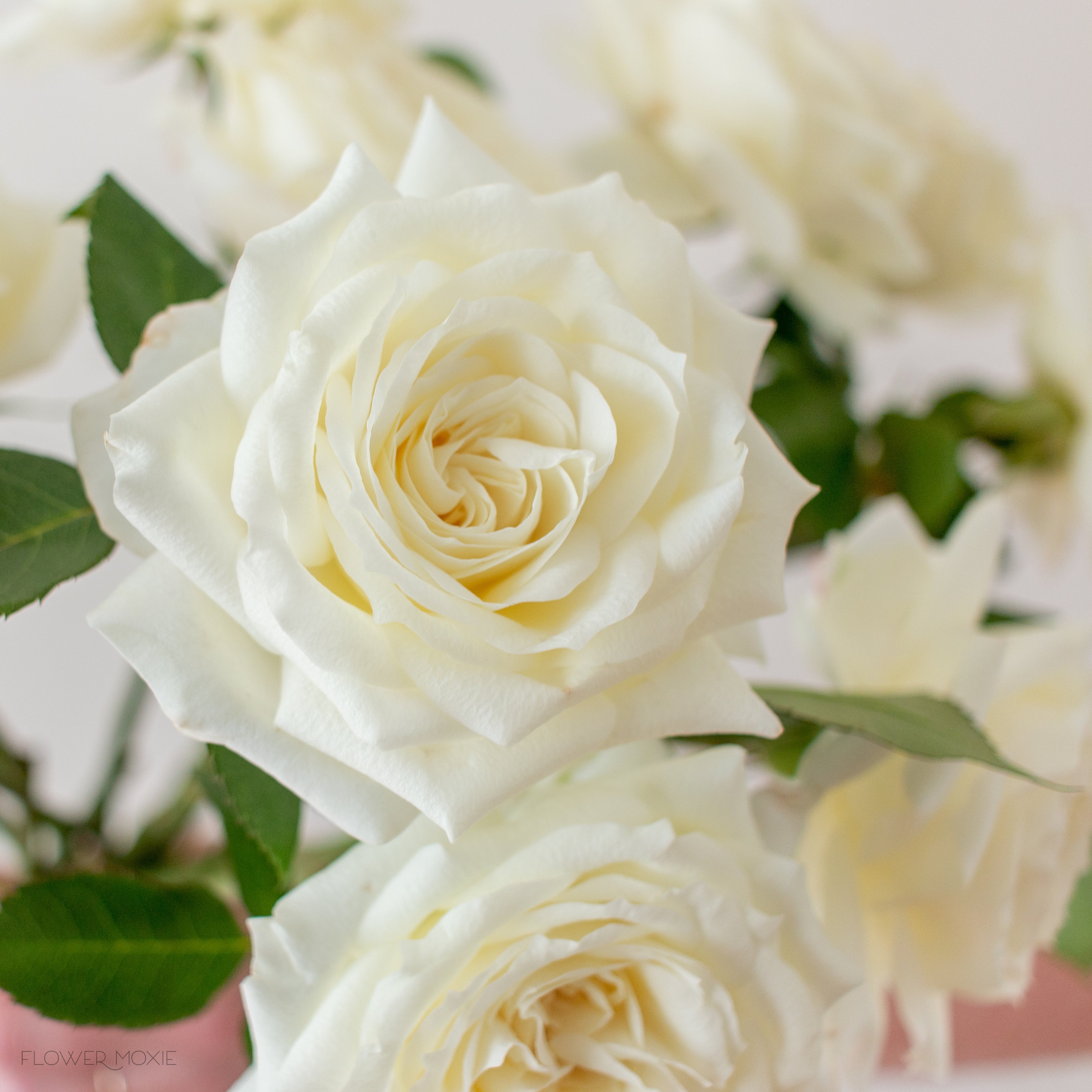 White Garden Roses | DIY Wedding Flowers | Flower Moxie