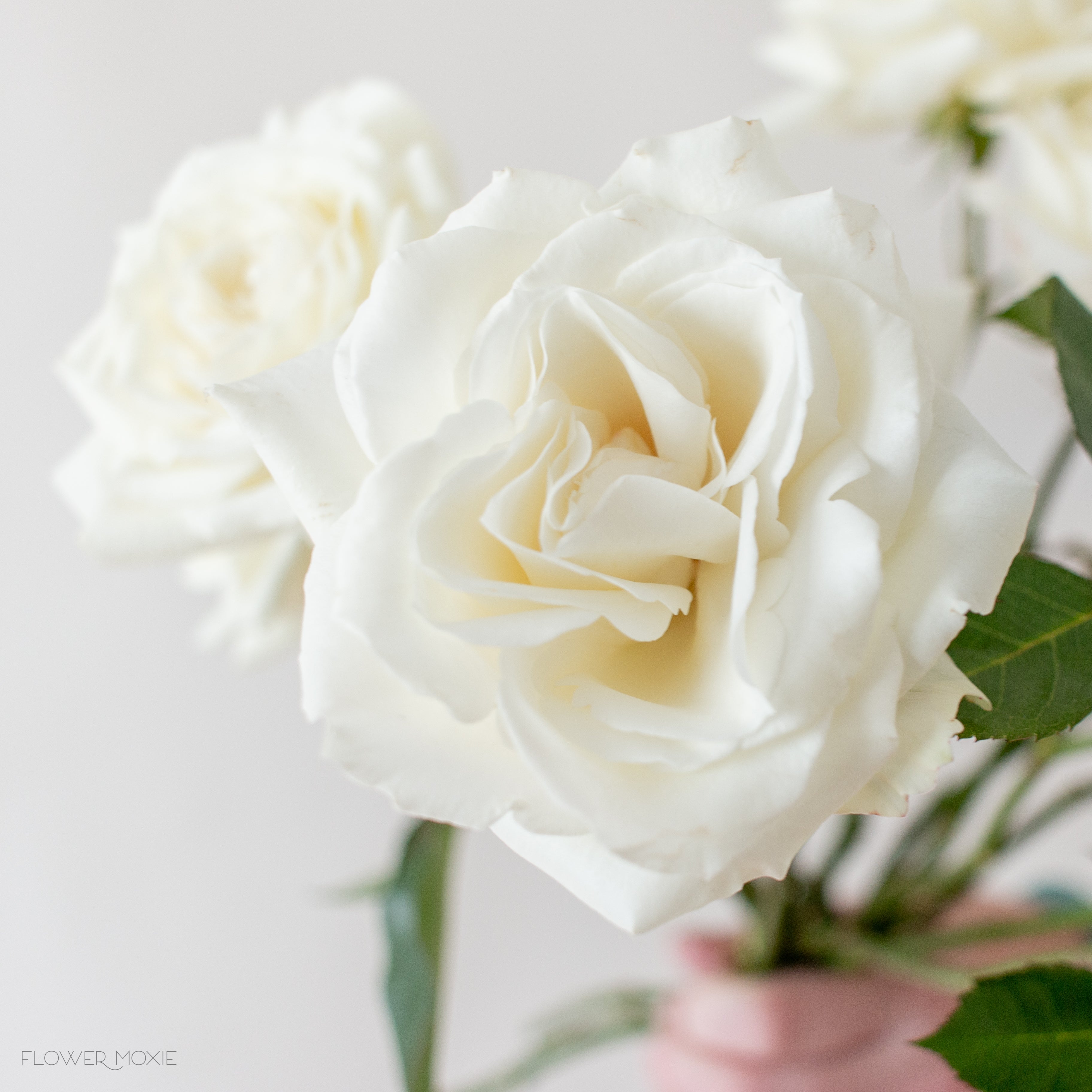 cream alabaster garden rose