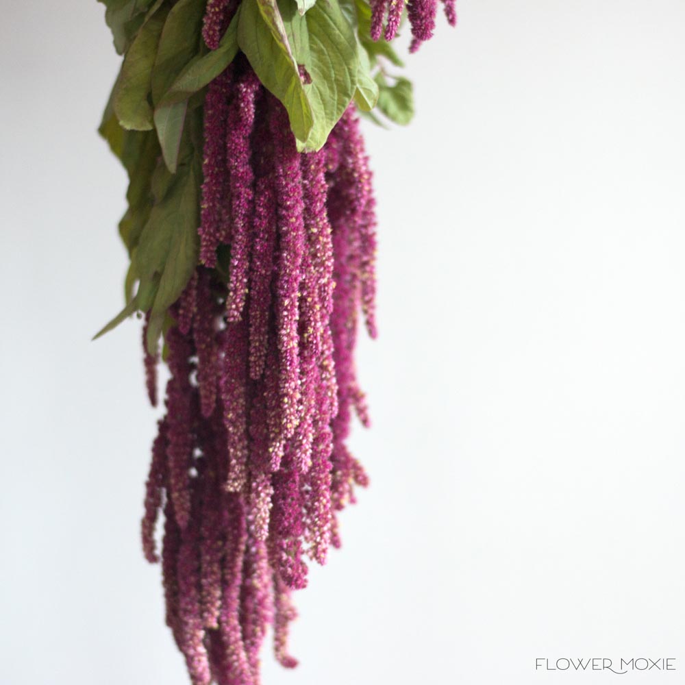 burgundy hanging plant Burgundy Hanging Amaranthus | DIY Wedding Flowers | Flower Moxie 120 Stems