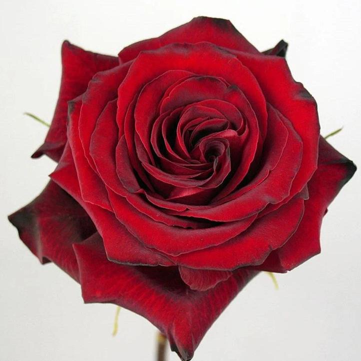 Dark Red Black Pearl Rose