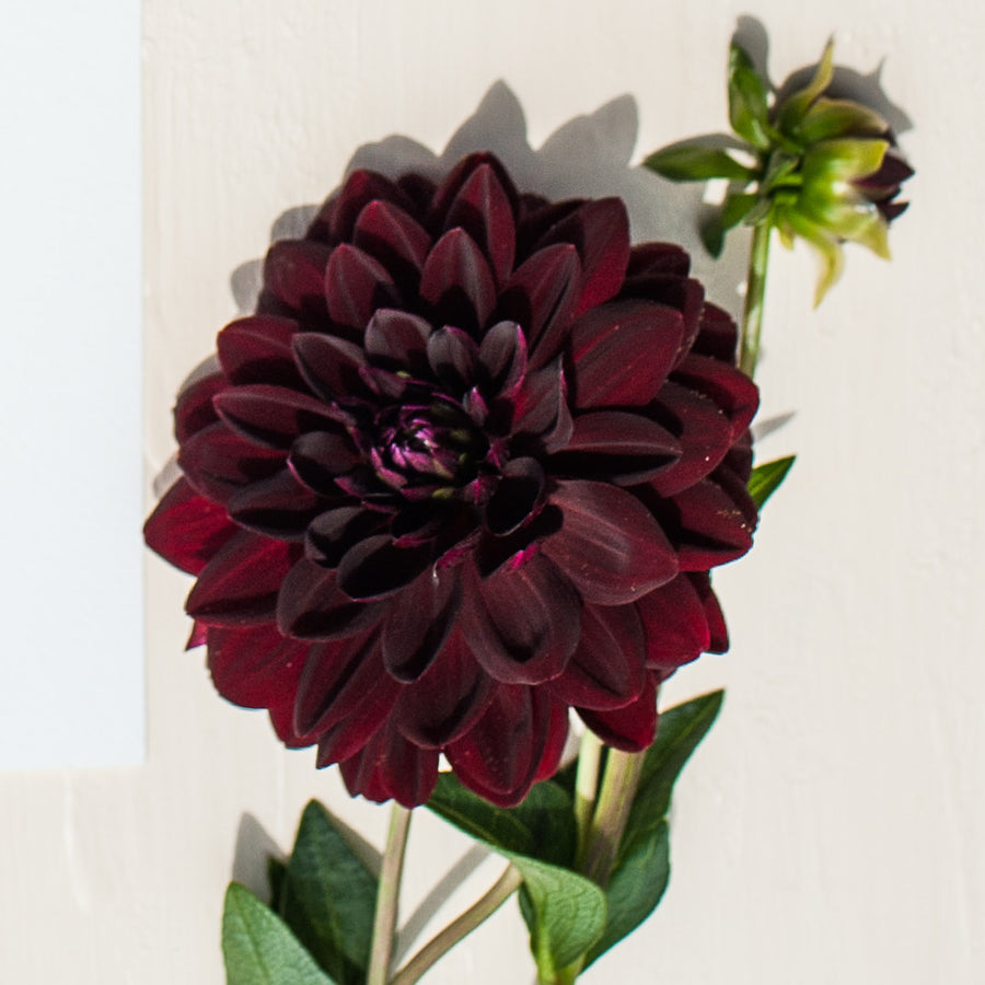 Black Dahlia | Bulk Fresh DIY Wedding Flowers | Flower Moxie