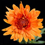 orange bronze cremone flower