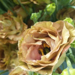 brown lisianthus flower