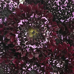 Burgundy Scabiosa Flower