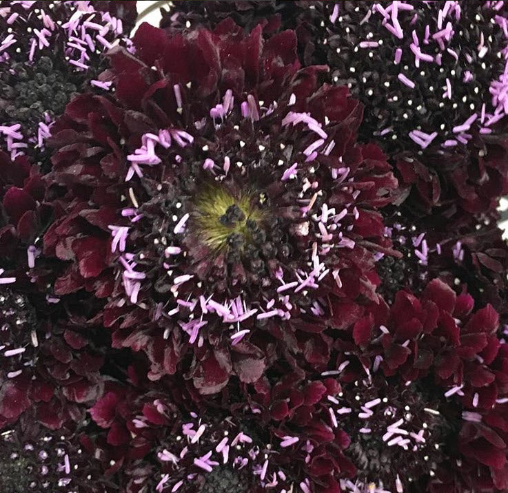 Burgundy Scabiosa Flower