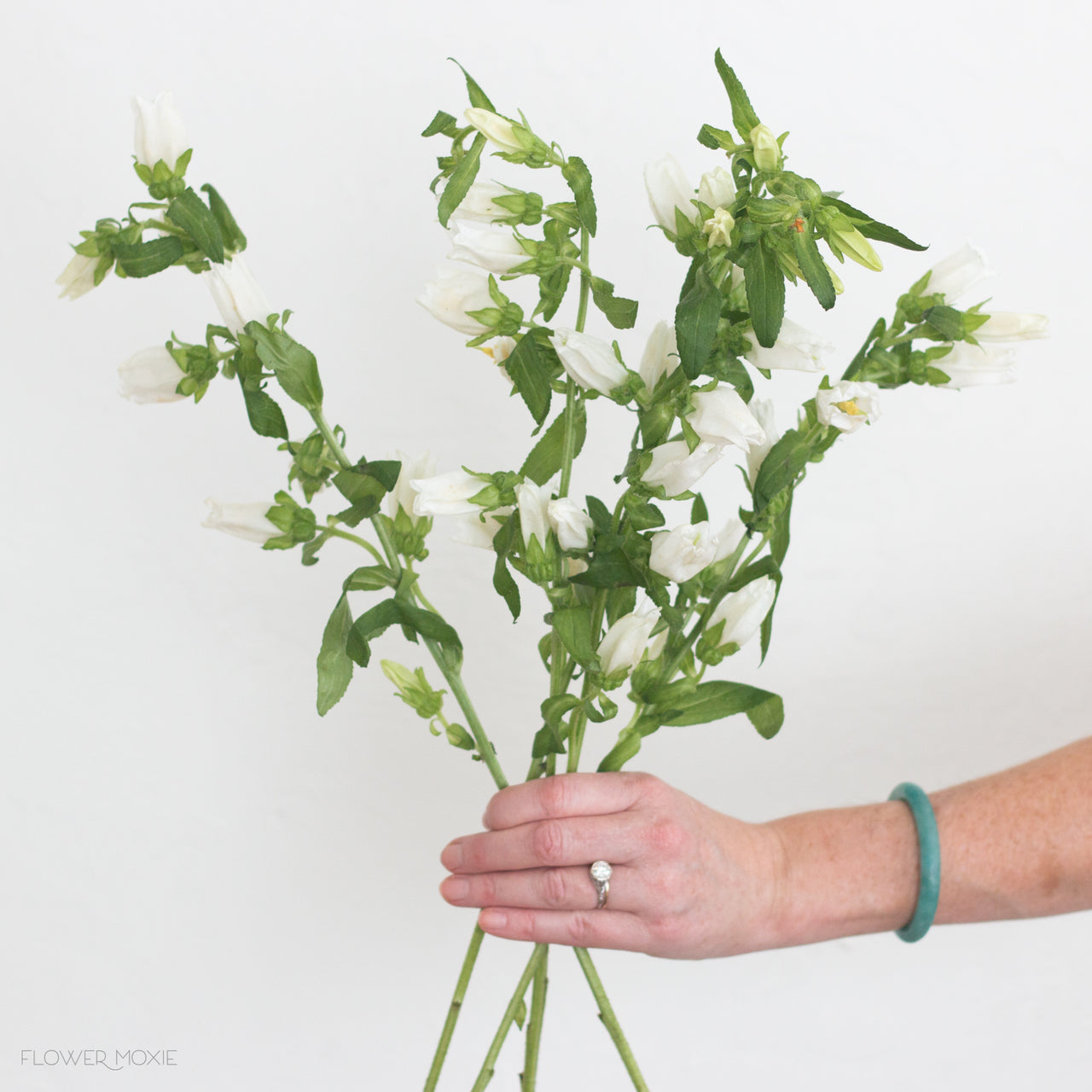 White Flowers Bulk Fresh Wedding Flowers Online Flower Moxie Page 2