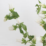white campanula flower