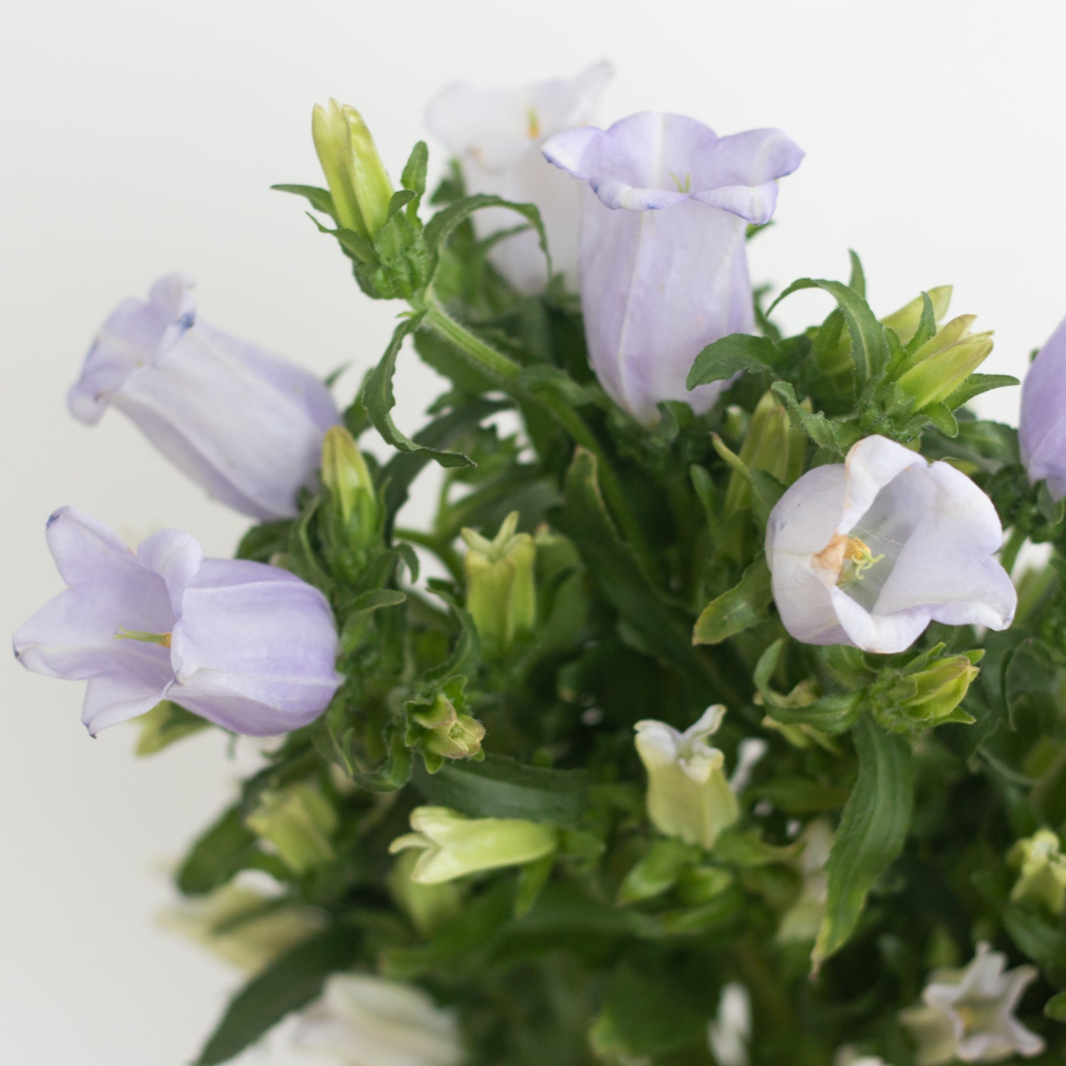 lavender campanula flower