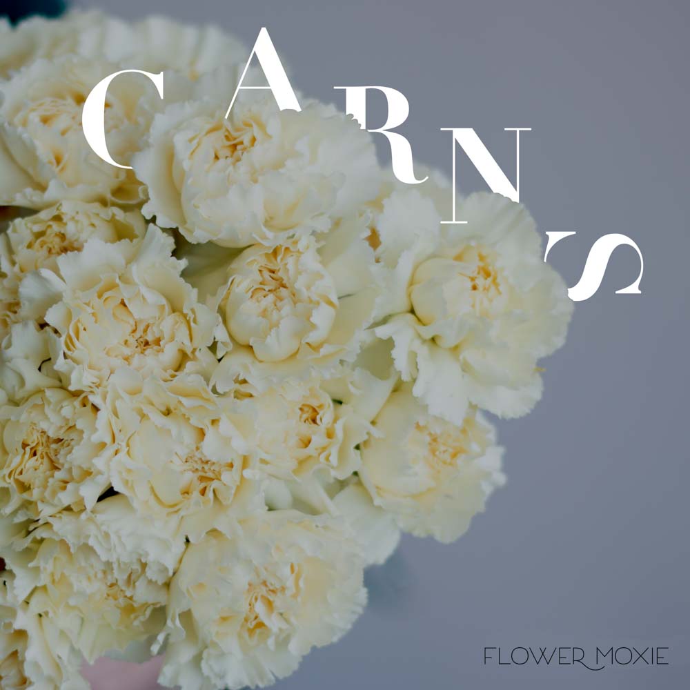 Cream Carnation Flower