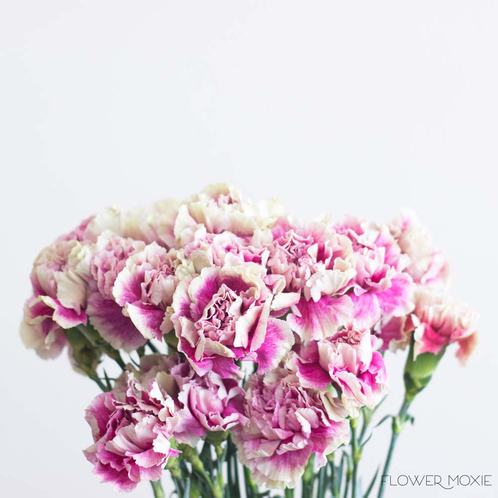 Vintage Pink Carnations | Bulk DIY Wedding Flowers | Flower Moxie