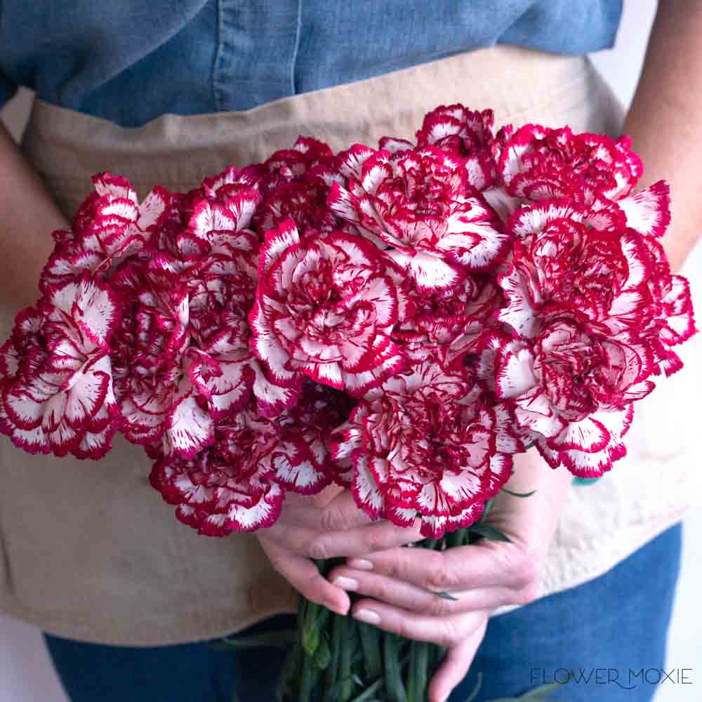 50ct Bulk Flowers Fresh Burgundy Carnations