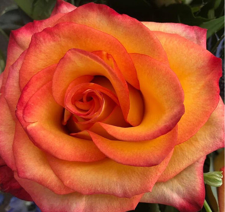 Circus orange and red rose
