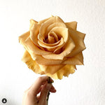 Combo Gold Roses