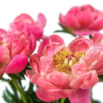 Coral Peony Flower