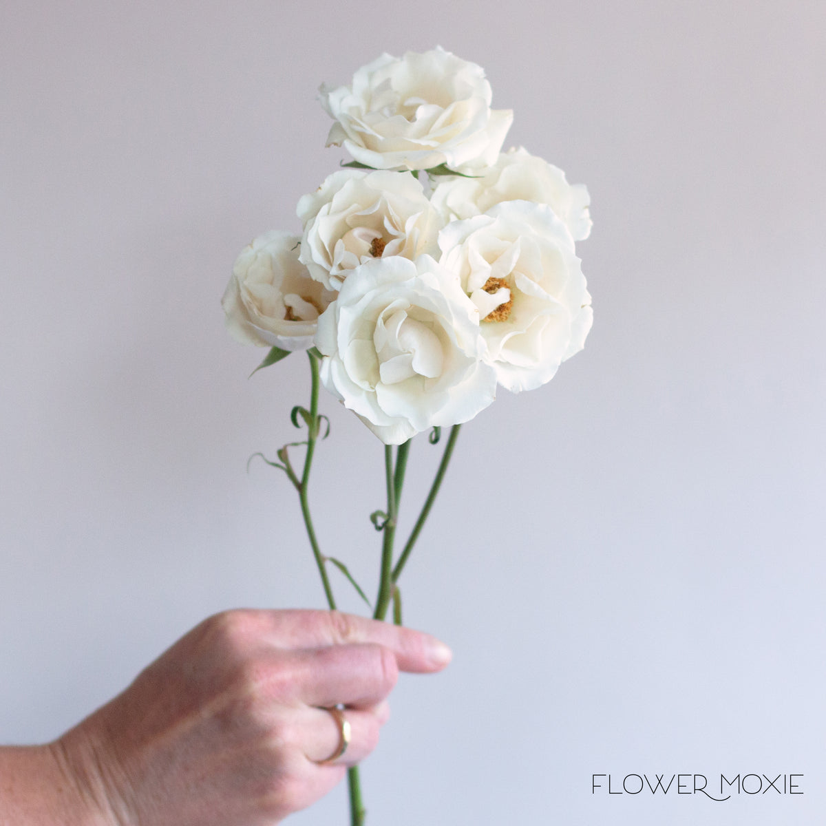 Cream Spray Roses White and Cream Spray Roses | Bulk Wedding Flowers - Flower Moxie